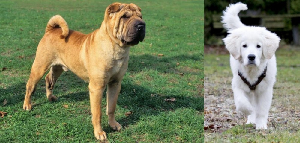 Polish Tatra Sheepdog vs Chinese Shar Pei - Breed Comparison