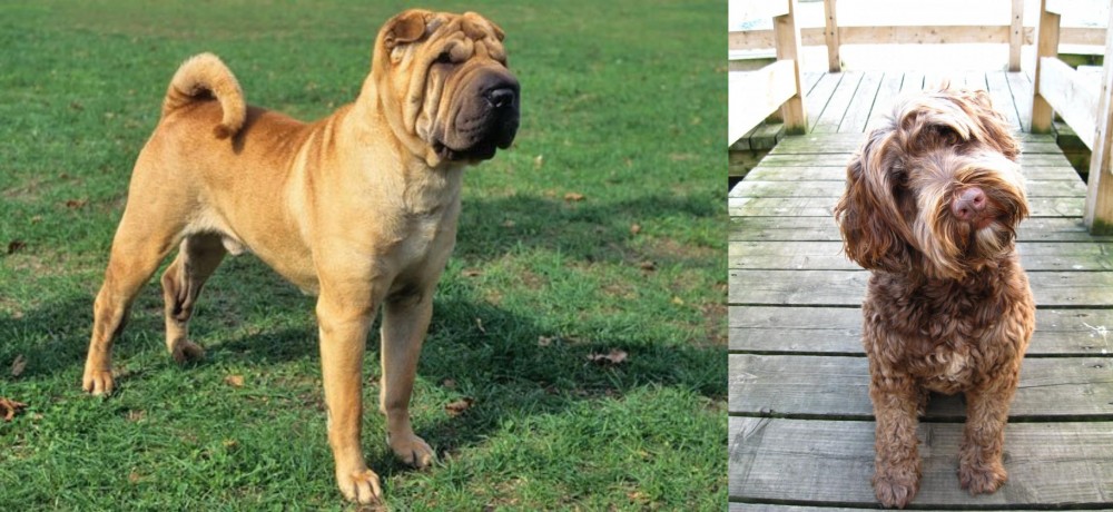 Portuguese Water Dog vs Chinese Shar Pei - Breed Comparison