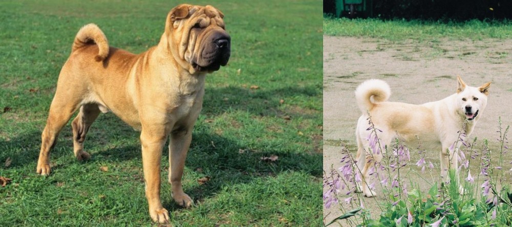Pungsan Dog vs Chinese Shar Pei - Breed Comparison
