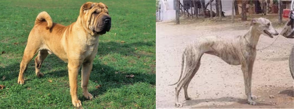 Rampur Greyhound vs Chinese Shar Pei - Breed Comparison