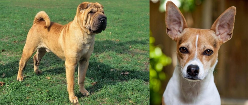 Rat Terrier vs Chinese Shar Pei - Breed Comparison