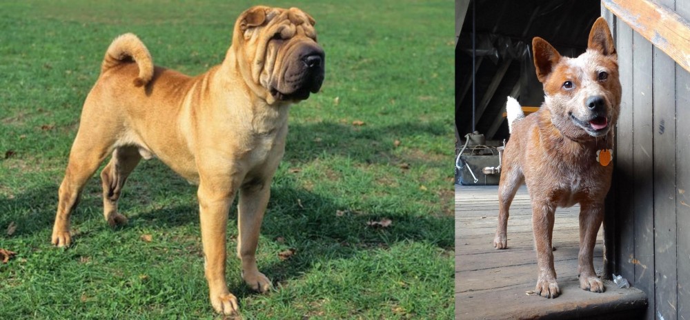 Red Heeler vs Chinese Shar Pei - Breed Comparison