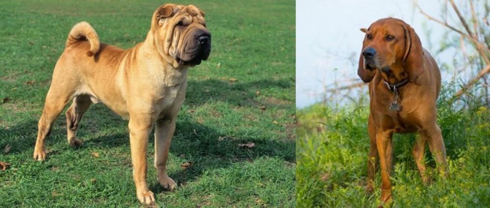 Redbone Coonhound vs Chinese Shar Pei - Breed Comparison