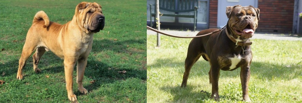 Renascence Bulldogge vs Chinese Shar Pei - Breed Comparison