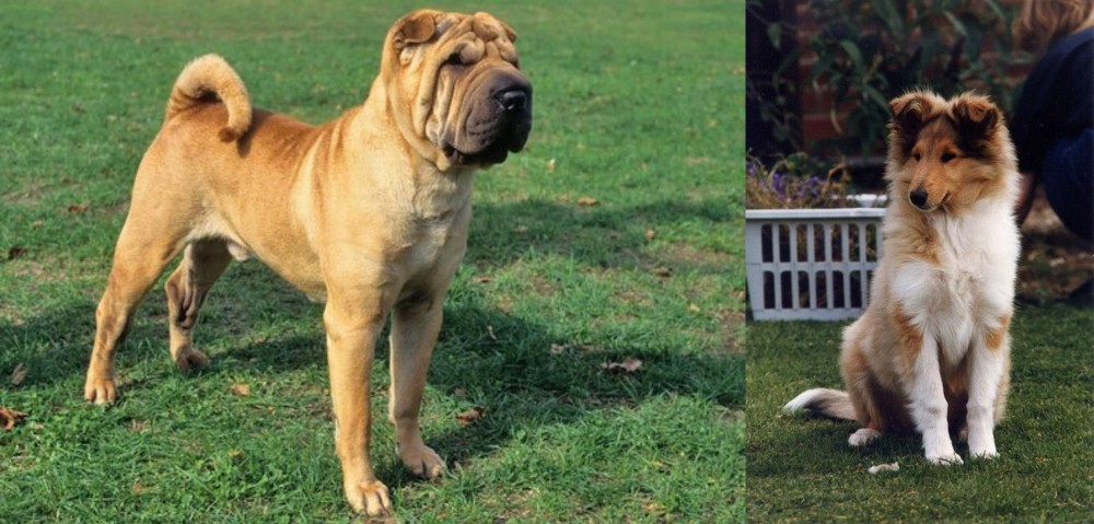 Rough Collie vs Chinese Shar Pei - Breed Comparison