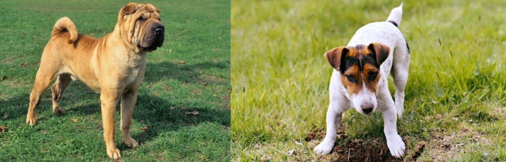 Russell Terrier vs Chinese Shar Pei - Breed Comparison