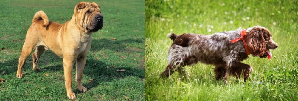 Russian Spaniel vs Chinese Shar Pei - Breed Comparison