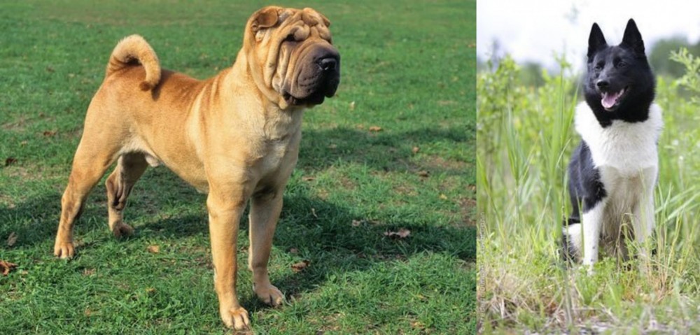 Russo-European Laika vs Chinese Shar Pei - Breed Comparison