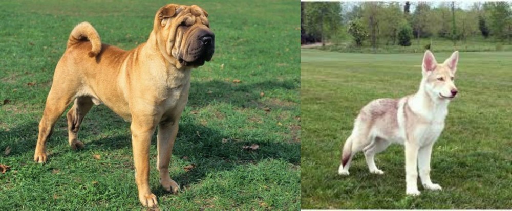 Saarlooswolfhond vs Chinese Shar Pei - Breed Comparison