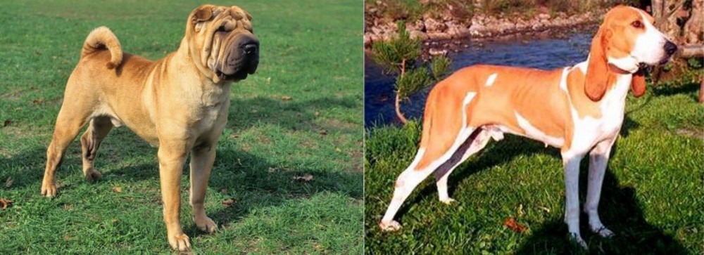 Schweizer Laufhund vs Chinese Shar Pei - Breed Comparison