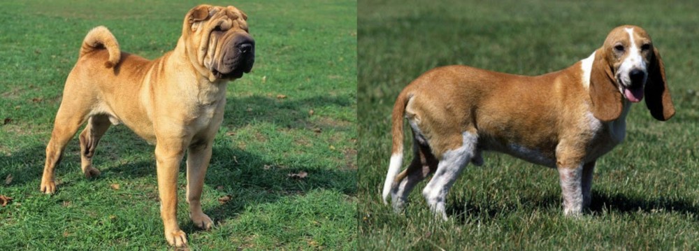Schweizer Niederlaufhund vs Chinese Shar Pei - Breed Comparison