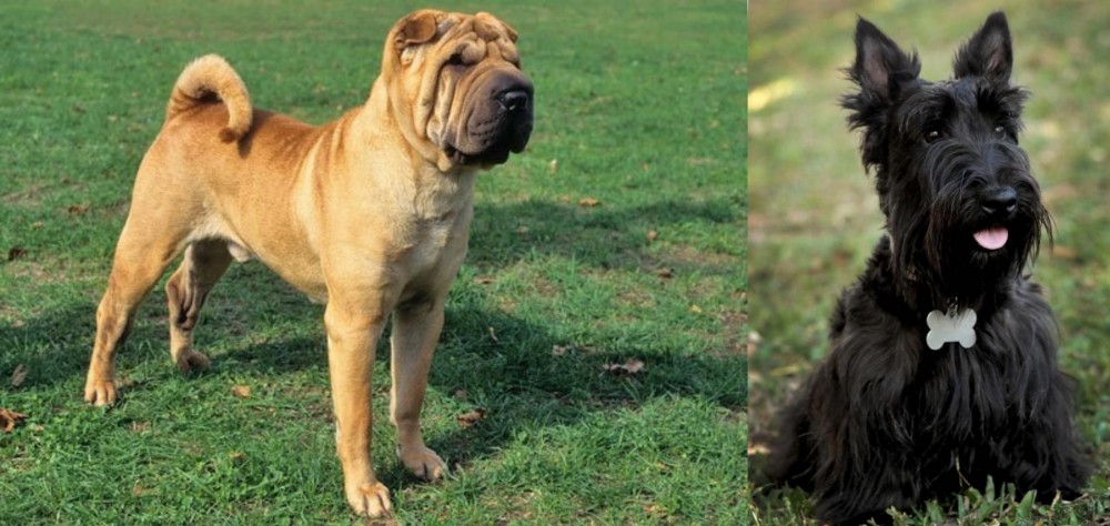 Scoland Terrier vs Chinese Shar Pei - Breed Comparison
