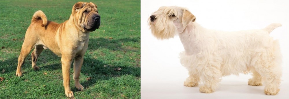Sealyham Terrier vs Chinese Shar Pei - Breed Comparison