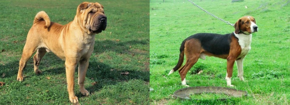 Serbian Tricolour Hound vs Chinese Shar Pei - Breed Comparison
