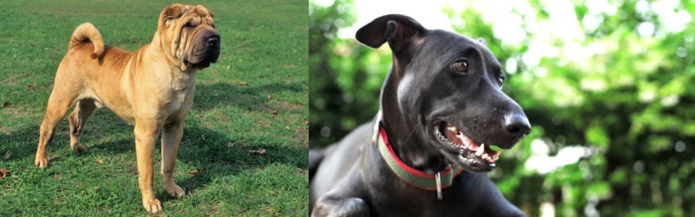 Shepard Labrador vs Chinese Shar Pei - Breed Comparison