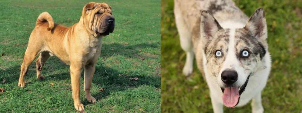Shepherd Husky vs Chinese Shar Pei - Breed Comparison