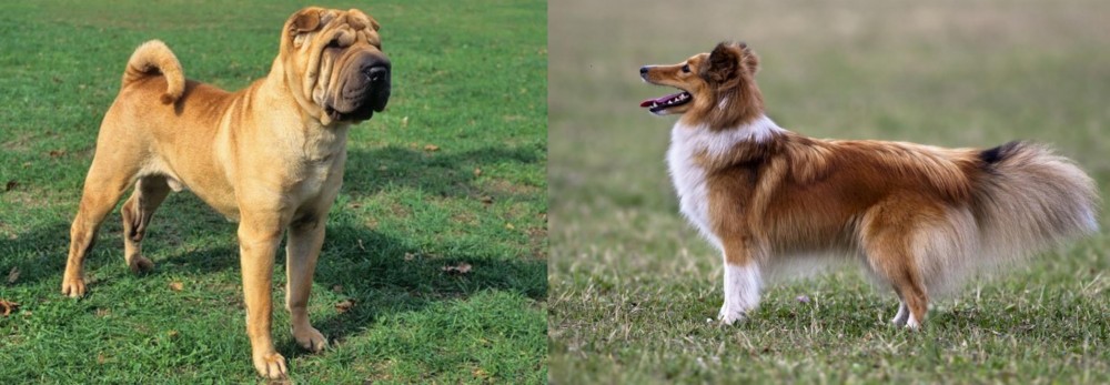 Shetland Sheepdog vs Chinese Shar Pei - Breed Comparison