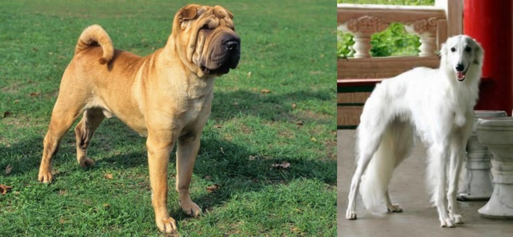 Silken Windhound vs Chinese Shar Pei - Breed Comparison