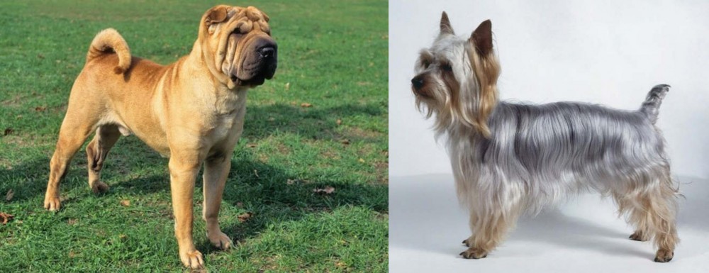 Silky Terrier vs Chinese Shar Pei - Breed Comparison