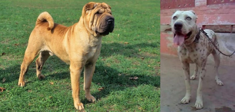 Sindh Mastiff vs Chinese Shar Pei - Breed Comparison