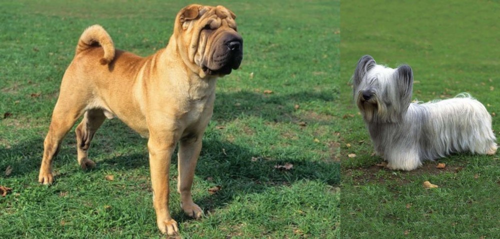 Skye Terrier vs Chinese Shar Pei - Breed Comparison