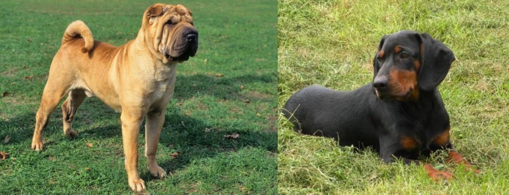 Slovakian Hound vs Chinese Shar Pei - Breed Comparison