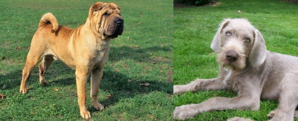 Slovakian Rough Haired Pointer vs Chinese Shar Pei - Breed Comparison