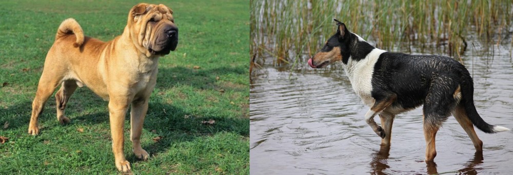 Smooth Collie vs Chinese Shar Pei - Breed Comparison