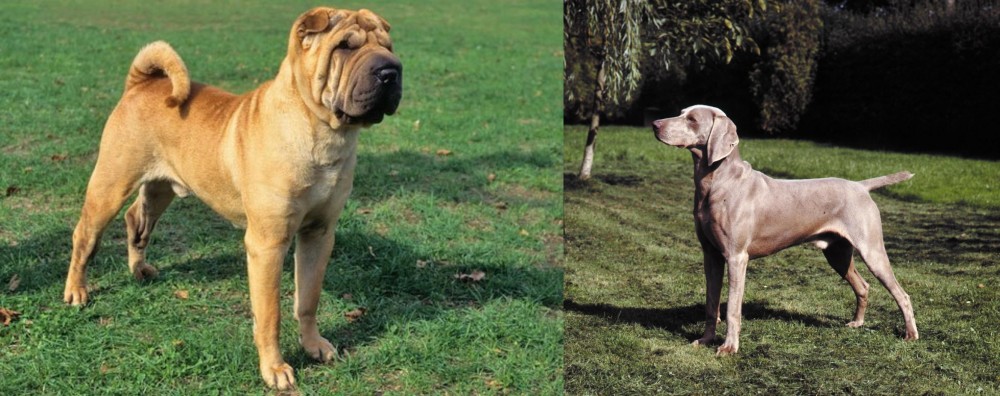 Smooth Haired Weimaraner vs Chinese Shar Pei - Breed Comparison