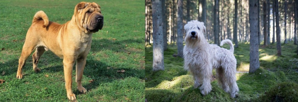 Soft-Coated Wheaten Terrier vs Chinese Shar Pei - Breed Comparison