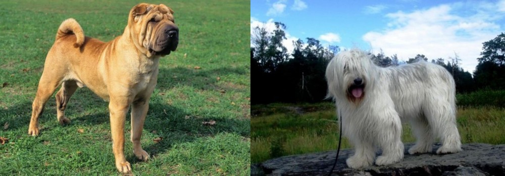 South Russian Ovcharka vs Chinese Shar Pei - Breed Comparison
