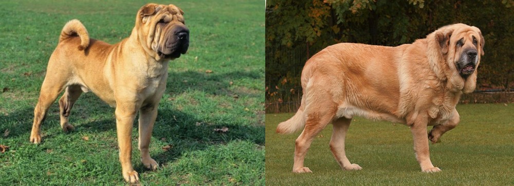 Spanish Mastiff vs Chinese Shar Pei - Breed Comparison