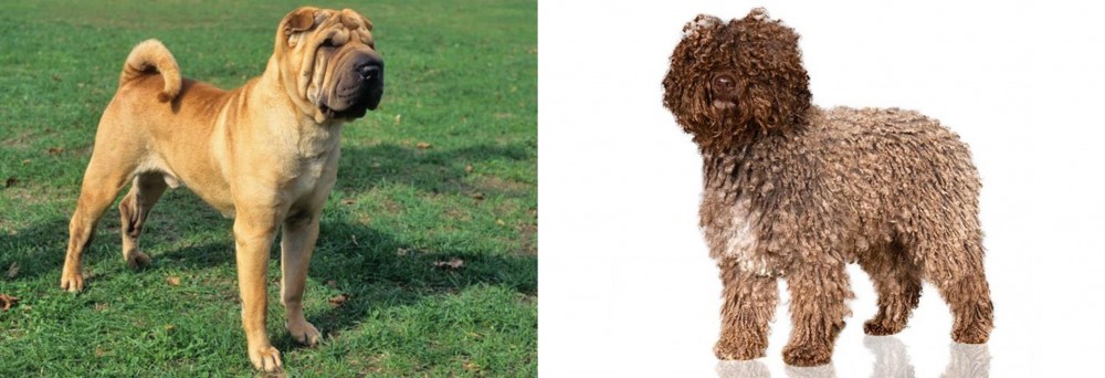 Spanish Water Dog vs Chinese Shar Pei - Breed Comparison
