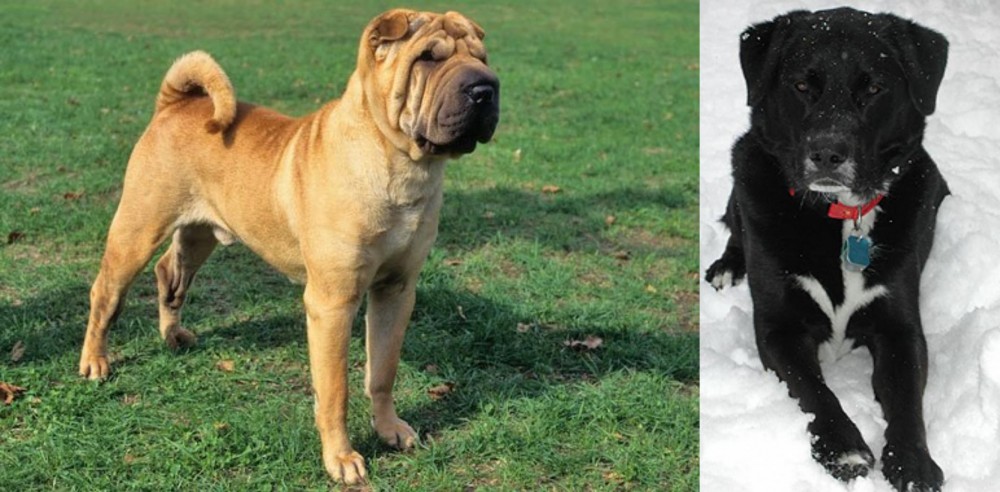 St. John's Water Dog vs Chinese Shar Pei - Breed Comparison