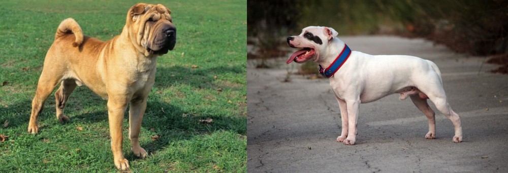 Staffordshire Bull Terrier vs Chinese Shar Pei - Breed Comparison