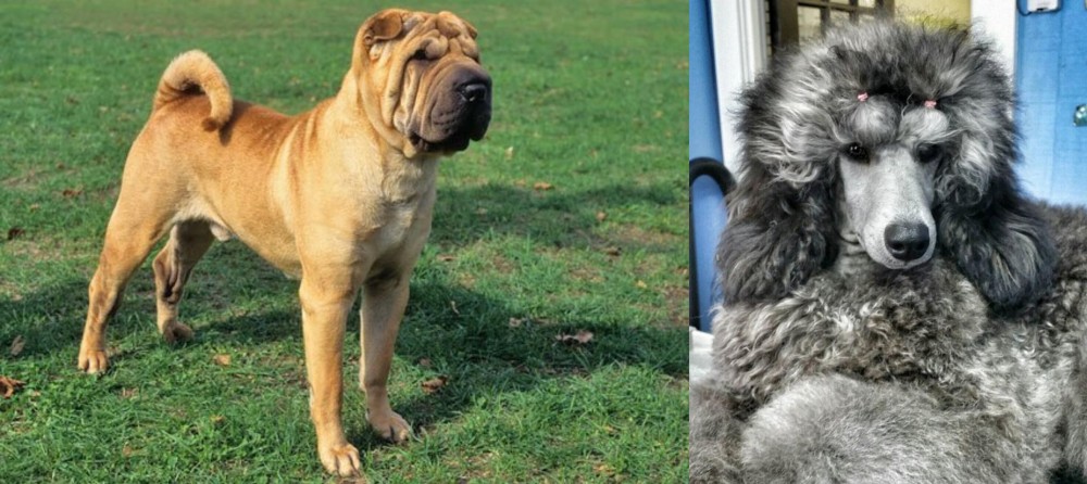 Standard Poodle vs Chinese Shar Pei - Breed Comparison