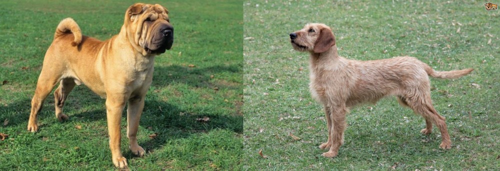 Styrian Coarse Haired Hound vs Chinese Shar Pei - Breed Comparison