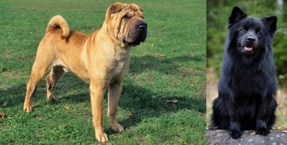 Swedish Lapphund vs Chinese Shar Pei - Breed Comparison
