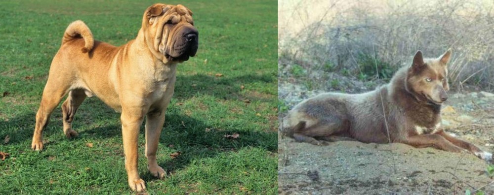 Tahltan Bear Dog vs Chinese Shar Pei - Breed Comparison
