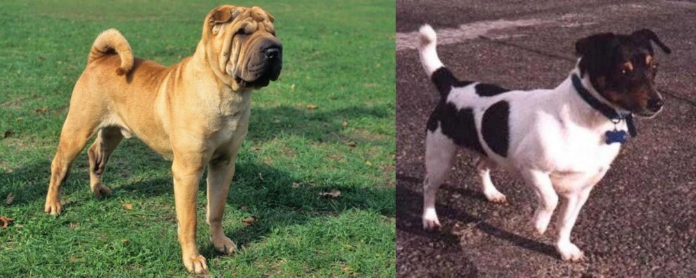 Teddy Roosevelt Terrier vs Chinese Shar Pei - Breed Comparison