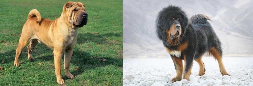 Tibetan Mastiff vs Chinese Shar Pei - Breed Comparison