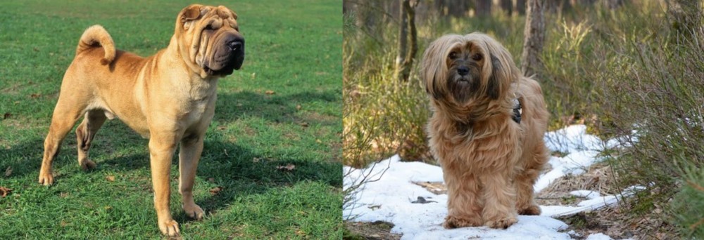 Tibetan Terrier vs Chinese Shar Pei - Breed Comparison