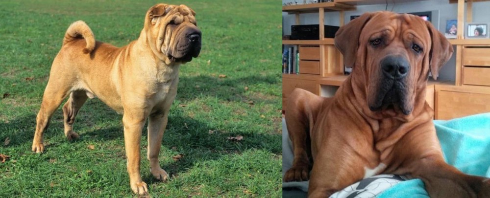 Tosa vs Chinese Shar Pei - Breed Comparison