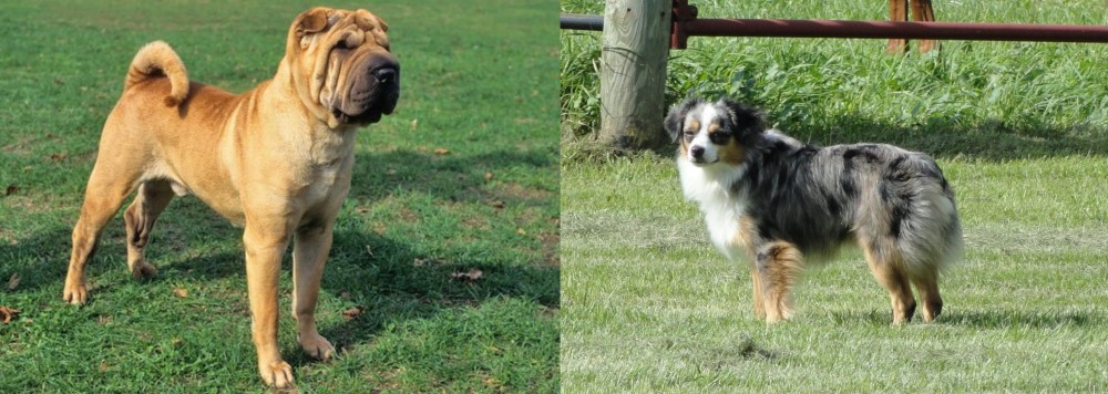 Toy Australian Shepherd vs Chinese Shar Pei - Breed Comparison