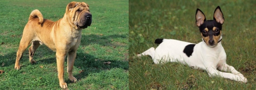 Toy Fox Terrier vs Chinese Shar Pei - Breed Comparison