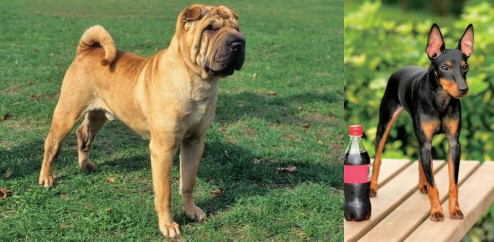 Toy Manchester Terrier vs Chinese Shar Pei - Breed Comparison