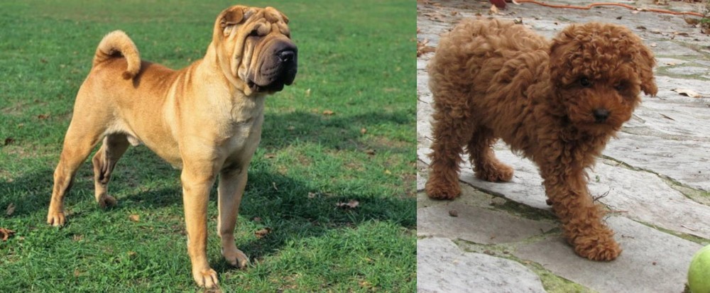 Toy Poodle vs Chinese Shar Pei - Breed Comparison