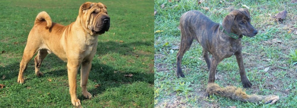 Treeing Cur vs Chinese Shar Pei - Breed Comparison