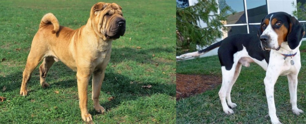Treeing Walker Coonhound vs Chinese Shar Pei - Breed Comparison