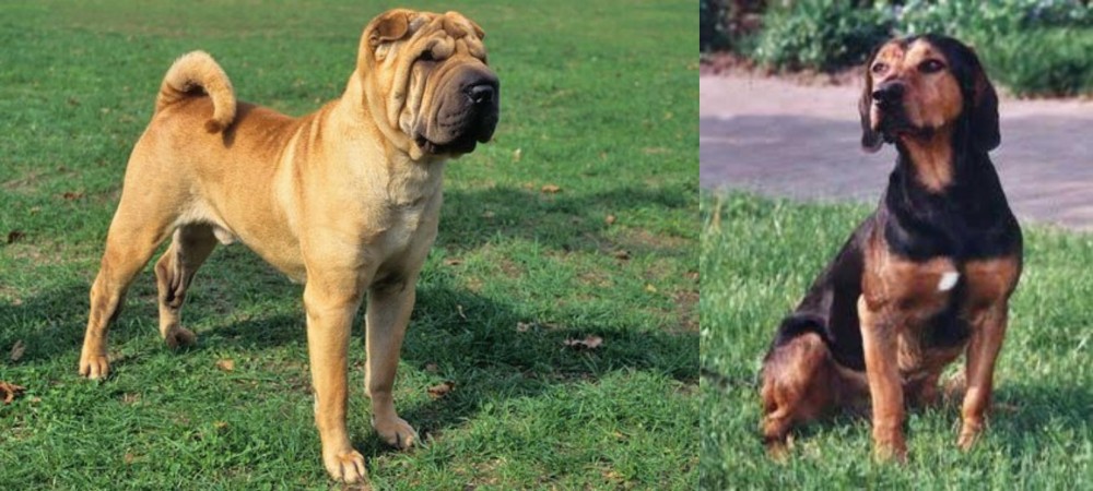 Tyrolean Hound vs Chinese Shar Pei - Breed Comparison